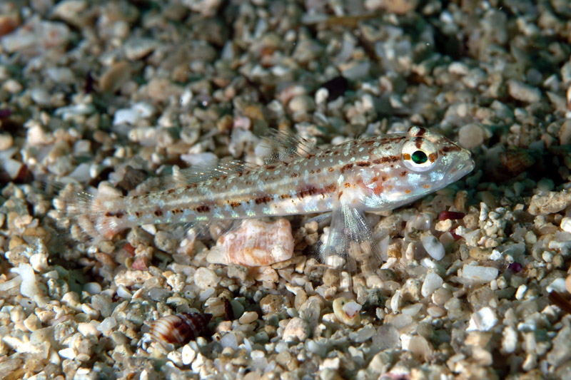 Gobius niger e Gobius incognitus